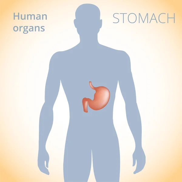 La ubicación del estómago en el cuerpo, el sistema digestivo humano — Vector de stock