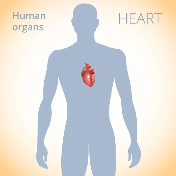 La ubicación del corazón en el cuerpo, el sistema circulatorio humano — Archivo Imágenes Vectoriales