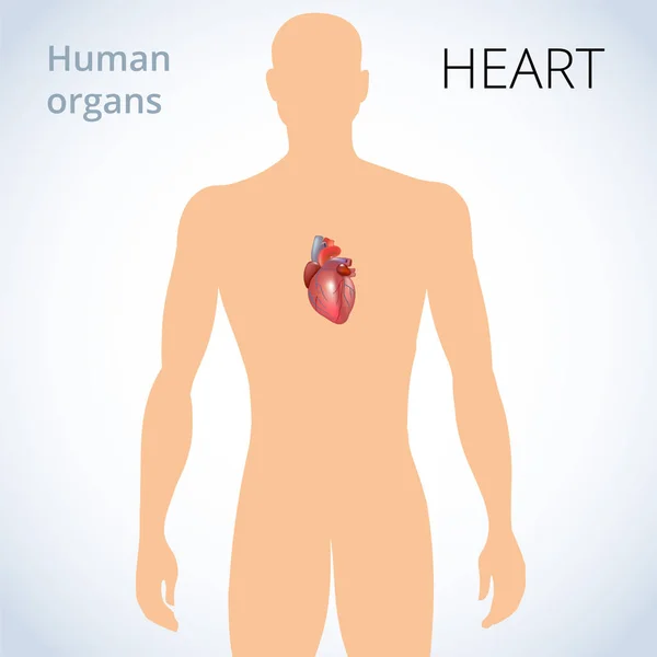 La ubicación del corazón en el cuerpo, el sistema circulatorio humano — Vector de stock