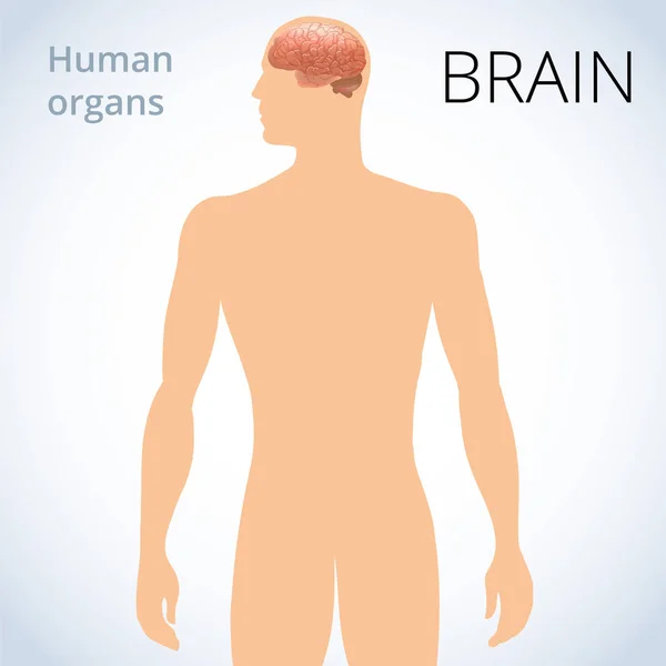 Расположение мозга в теле, нервная система человека — стоковый вектор