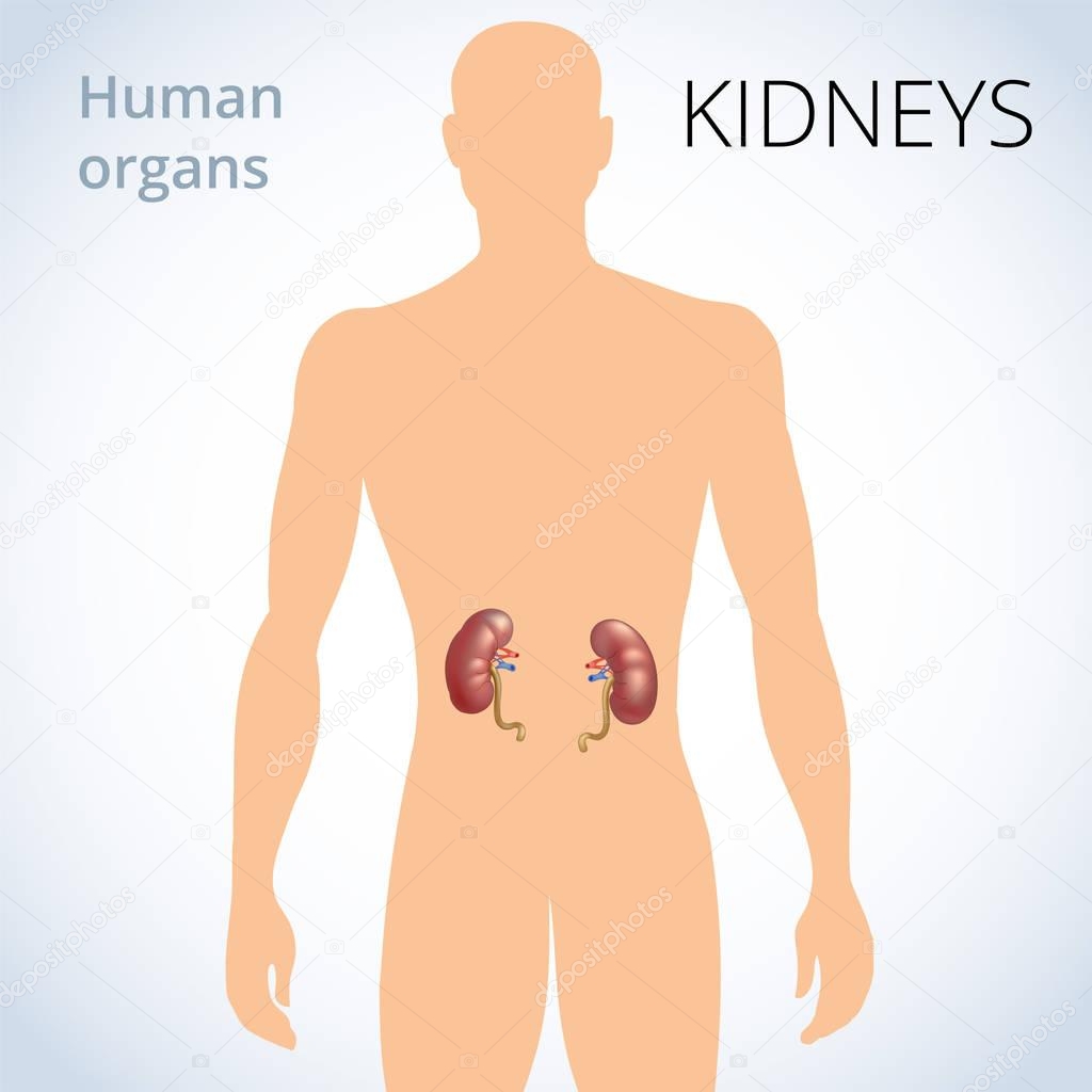 the location of the kidneys in the body, the human excretory system