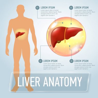 Vektör karaciğer infographics afiş çizim