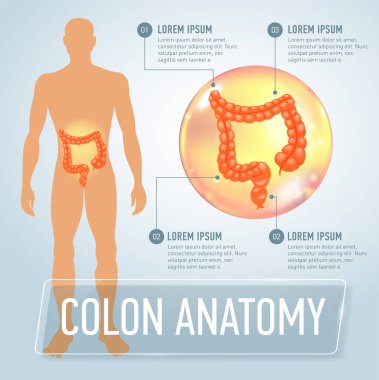 Vector colon infographics banner illustration clipart