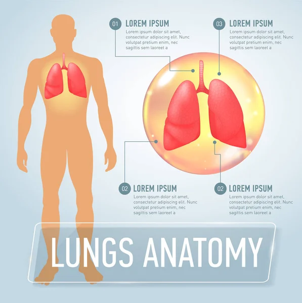 Pulmón. Infografías médicas modernas. Órganos internos en un cuerpo humano. Anatomía de las personas — Archivo Imágenes Vectoriales