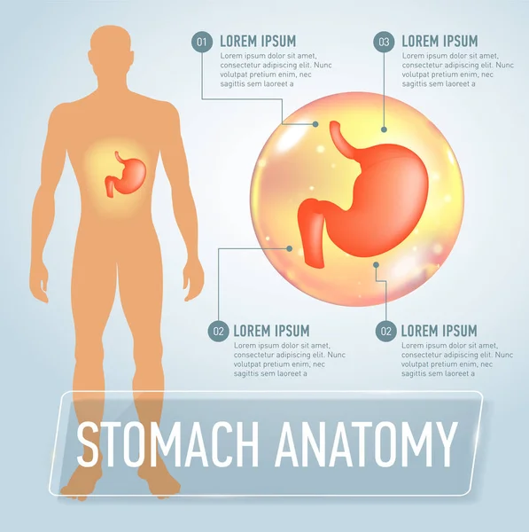 Illustration vectorielle de bannière d'infographie d'estomac — Image vectorielle