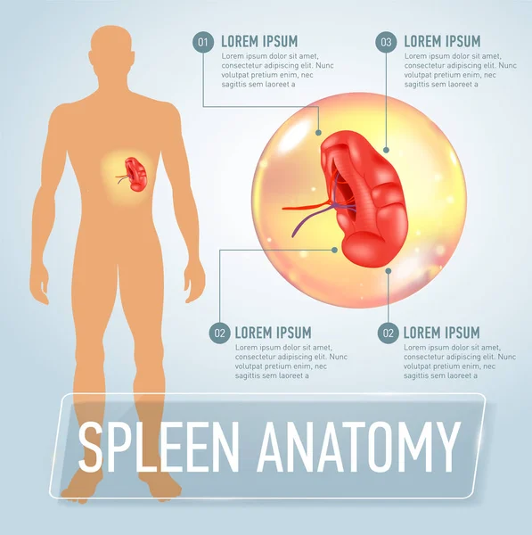 Poster infografis dengan ilustrasi limpa dan ikon medis - Stok Vektor