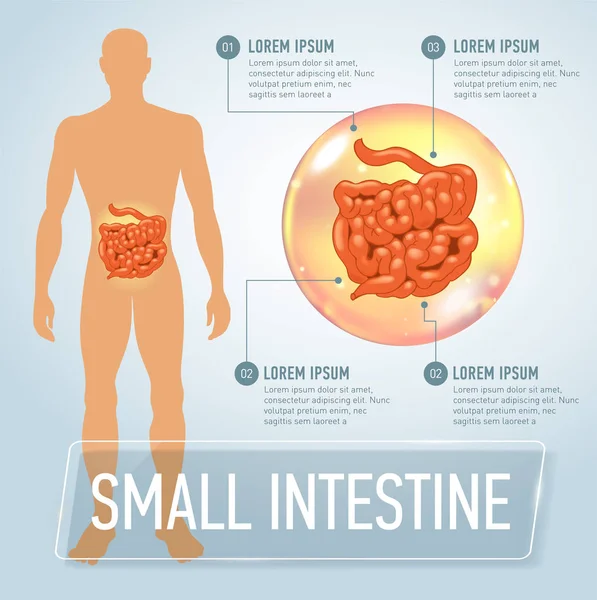 Ilustración de banner de infografías de intestino vectorial — Vector de stock