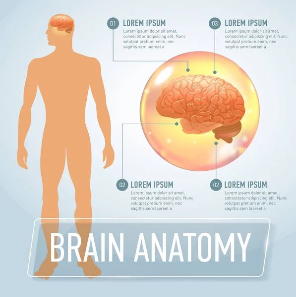 Ilustración de banner de infografías cerebrales vectoriales — Vector de stock