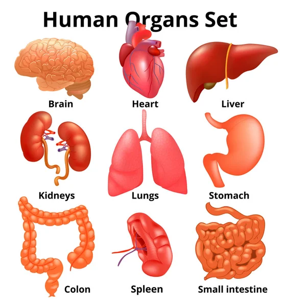 Realistyczne narządów ludzkich Ustaw anatomii — Wektor stockowy