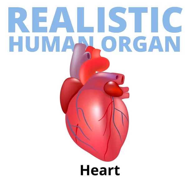 Corazón humano realista aislado sobre fondo blanco . — Vector de stock