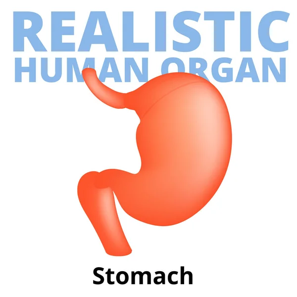 Estómago humano realista aislado sobre fondo blanco . — Vector de stock