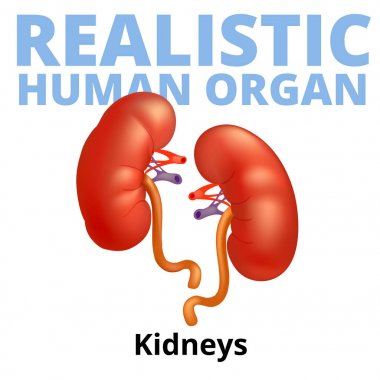 Beyaz arka plan üzerinde izole gerçekçi insan böbrek.