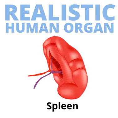 Beyaz arka plan üzerinde izole gerçekçi insan dalak.