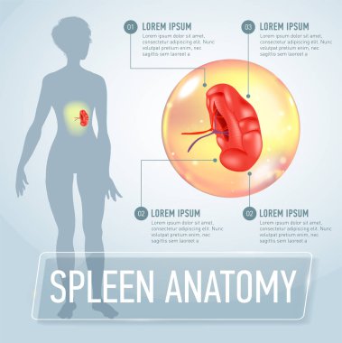 Infographic poster dalak illüstrasyon ve tıbbi simgeleri ile