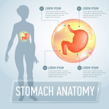 Vector stomach infographics banner illustration clipart