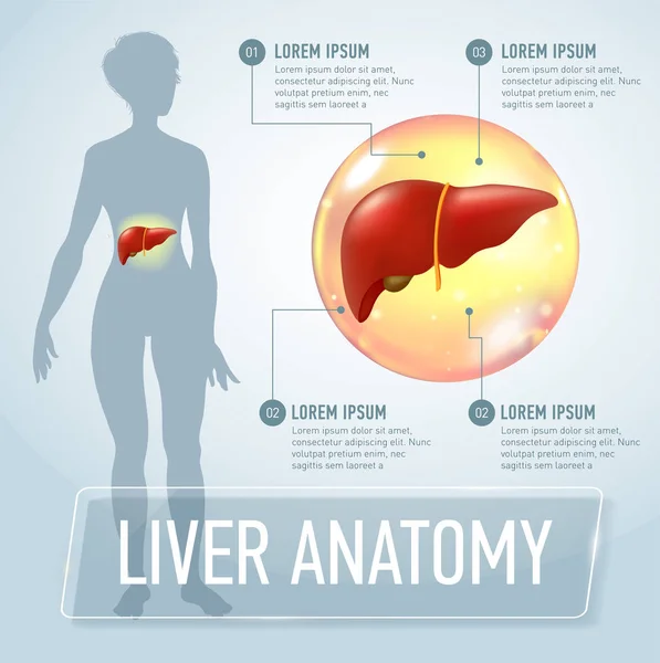 Vector liver infographics banner illustration — Stock Vector