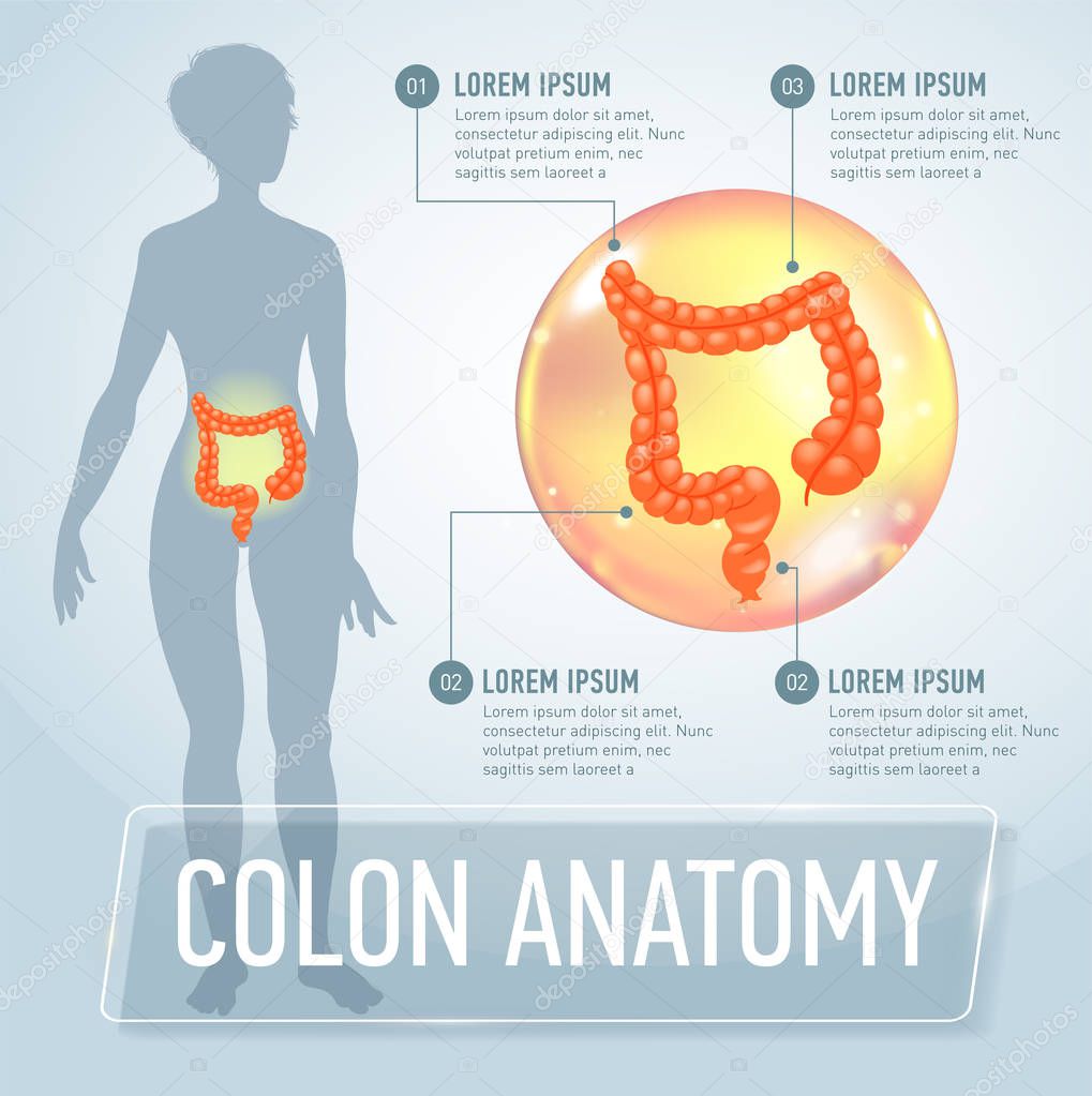 Vector colon infographics banner illustration