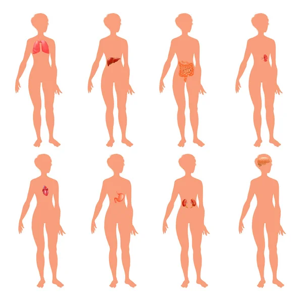 8 sistemas de órgãos do corpo humano realista anatomia educativa fisiologia frente para trás vista flashcards poster vetor ilustração — Vetor de Stock