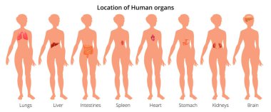 9 insan vücudu organ sistemleri gerçekçi eğitici anatomi Fizyoloji açık arkadan görünüm flashcards poster vektör çizim