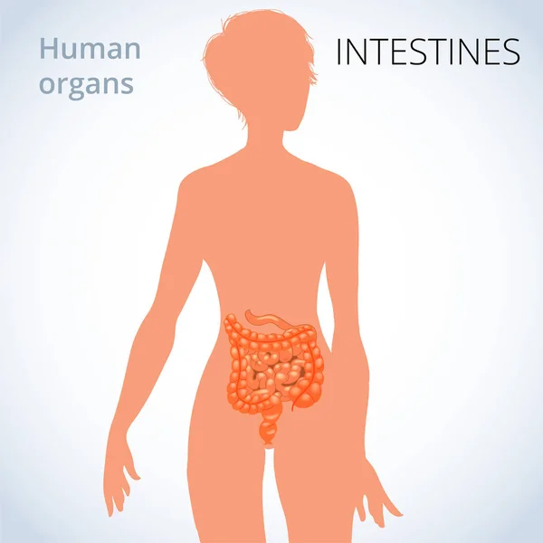 La ubicación de los intestinos en el cuerpo femenino, el sistema digestivo humano — Vector de stock