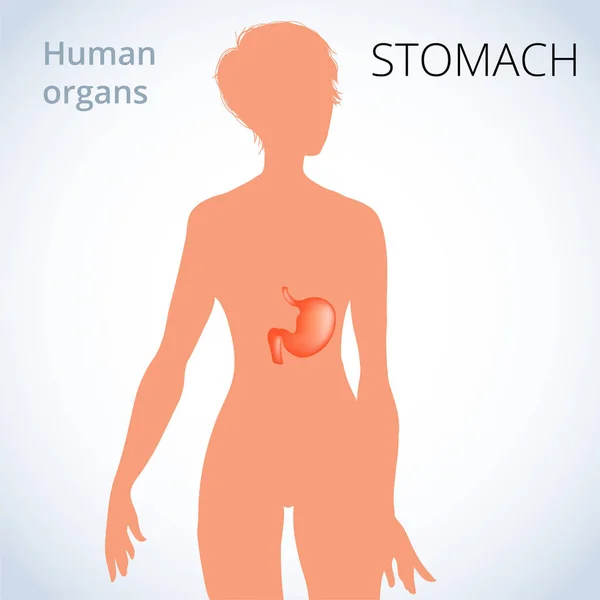 La ubicación del estómago en el cuerpo femenino, el sistema digestivo humano — Vector de stock