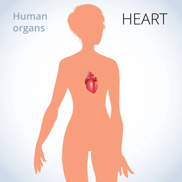 La ubicación del corazón en el cuerpo femenino, el sistema circulatorio humano — Vector de stock