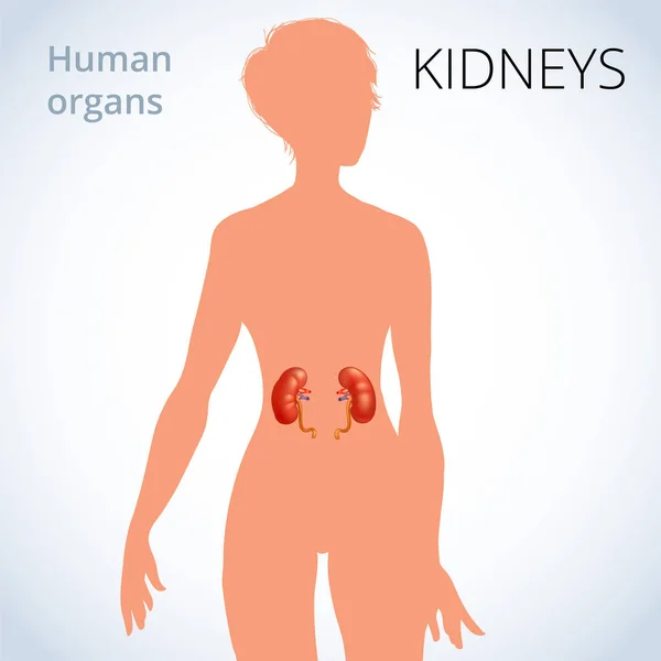La posizione dei reni nel corpo femminile, il sistema escretore umano — Vettoriale Stock