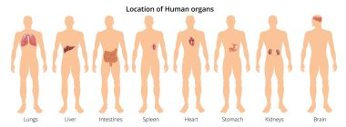 8 insan vücudu organ sistemleri gerçekçi eğitici anatomi Fizyoloji açık arkadan görünüm flashcards poster vektör çizim