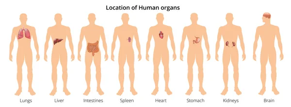 8 sistem organ tubuh manusia Anatomi pendidikan yang realistis Bagian depan belakang melihat poster gambar vektor gambar - Stok Vektor