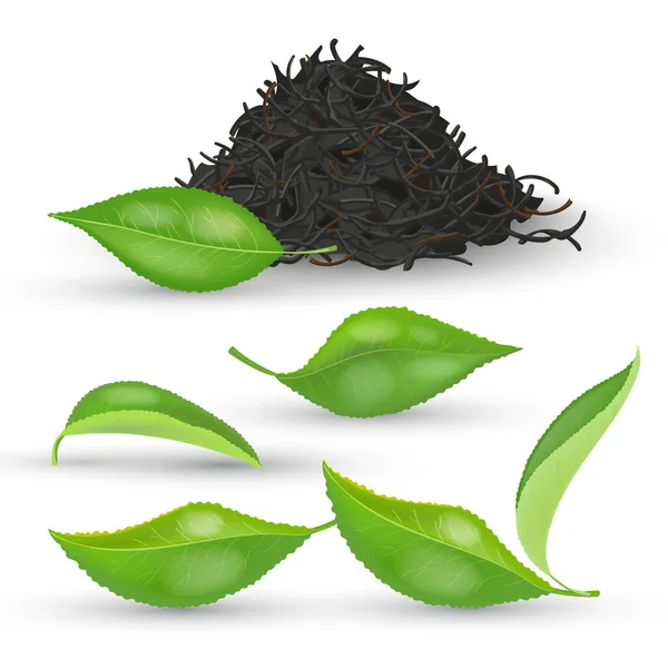 Ensemble de feuilles de thé réalistes au feuillage vert frais et séché isolé sur fond blanc illustration vectorielle. pile thé noir sec — Image vectorielle