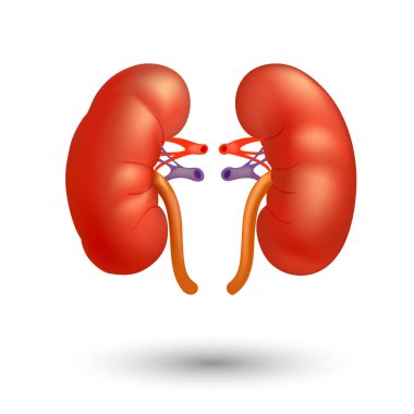 Böbrek insan renal gerçekçi 3D vektör ön görünümü beyaz arkaplanda izole edilmiş