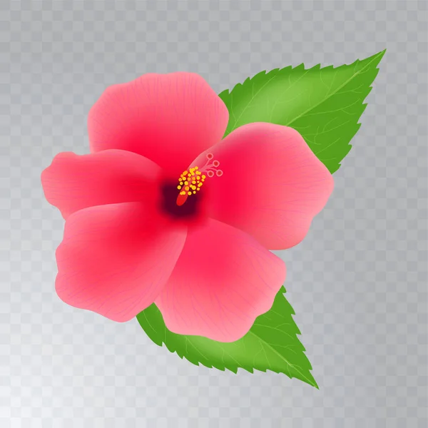 Hibiskusblüte mit isolierten Blättern auf transparentem Hintergrund. Realistische Vektorillustration. — Stockvektor