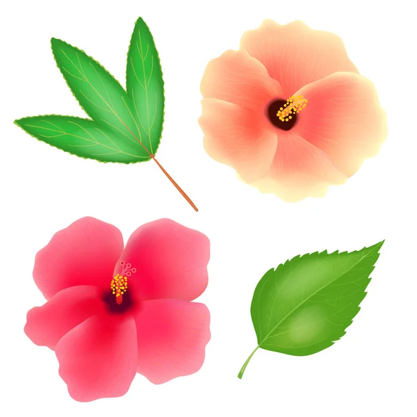 Sudan ros blomma isolerad på vit bakgrund. Roselle eller sabdariffa hibiscus med blad. Realistisk vektor illustration. — Stock vektor