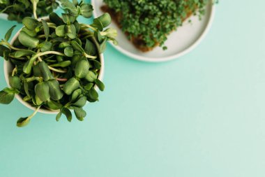 Naneli arkaplanda iki tabak mikroyeşil lahanası var.