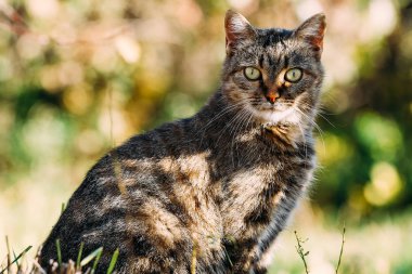 Sokakta oturan bir kedi, üzerine güneş ışınları düşen..