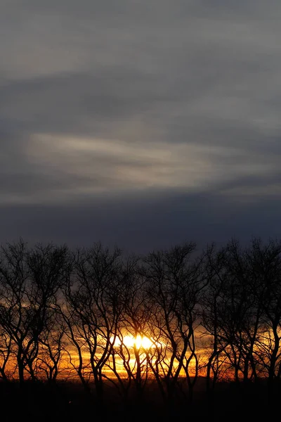 Sylwetka drzew na tle ognistego zachodu słońca — Zdjęcie stockowe
