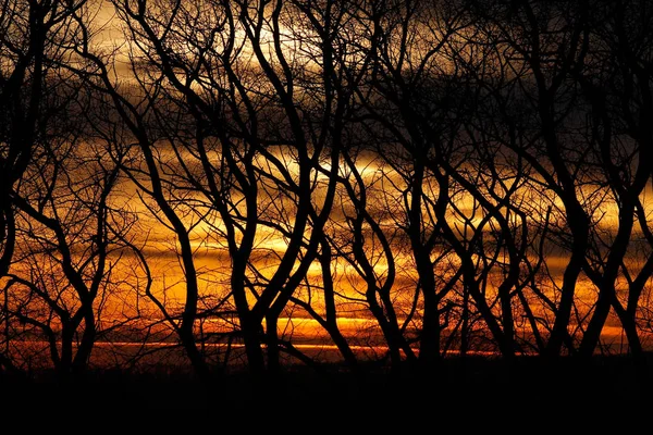 Silhouette di alberi su uno sfondo di sole ardente — Foto Stock