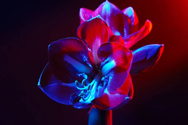 Amaryllis Fleur Sur Fond Sombre Dans Lumière Rouge Bleu Fleur — Photo