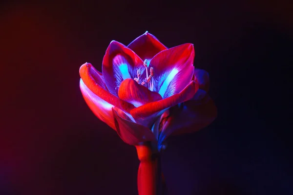 赤青色の光の中で暗色の背景にアマリリスの花を咲かせます ネオンライトの下で花 — ストック写真