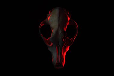 Siyah arka planda kırmızı, sönük ışıklı bir hayvanın kafatası. Keçi kafalı bir resim..