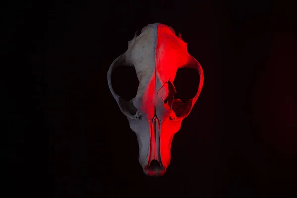 The skull of an animal on a black background with red dead light. Art photo with a goat head.