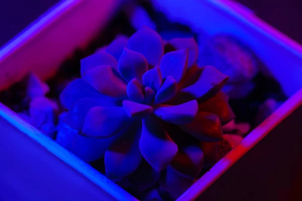 青色のネオンライトの暗い背景にEcheveria 黒を背景にした花器 — ストック写真