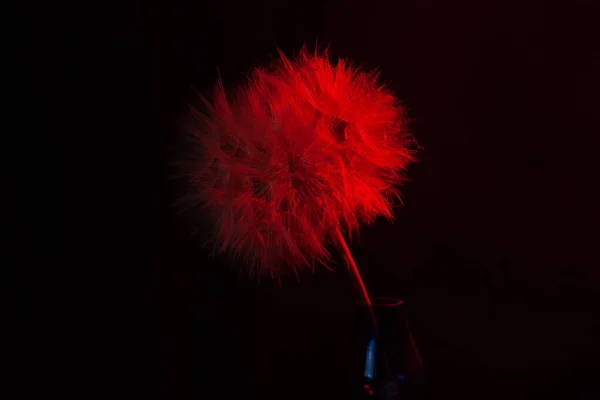 Grande Dente Leão Luz Néon Vermelho Foto Abstrata Sobre Fundo — Fotografia de Stock