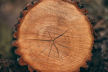 Kabuklu, kahverengi-kırmızı bir ağaç gövdesi. Yaş daireleri ve çatlakları olan ahşap doku..