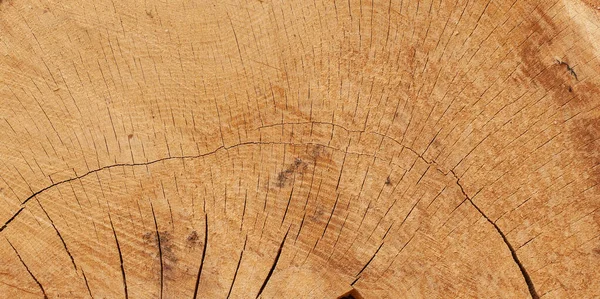 Texture Freshly Cut Wood Tree Cracks Age Circles — Stock Photo, Image