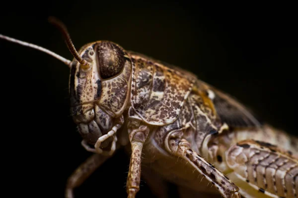 Heuschrecke Nahaufnahme Auf Einem Schwarz Foto Makroaufnahme Von Insekten — Stockfoto