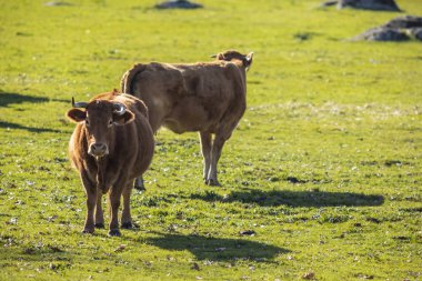 İnekler çayırda otluyor.
