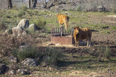 İnekler çayırda otluyor.