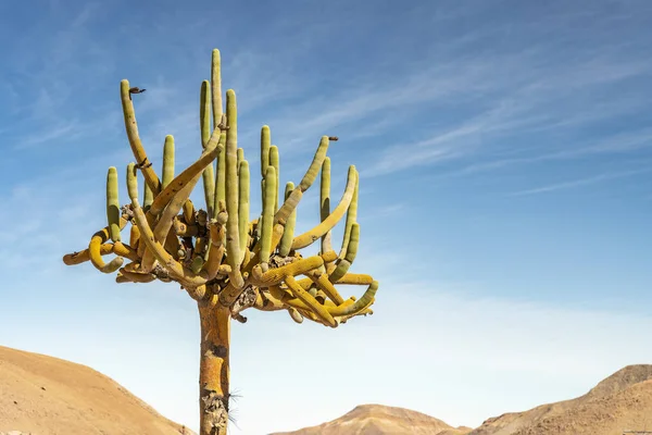 Silhueta Candlestick Cactus Céu Incrível Deserto Atacama Uma Incrível Vida — Fotografia de Stock