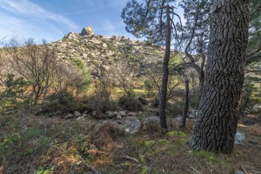 Ağaçlar, Manzanares nehri ve uzak mesafedeki La Pedriza 'nın engebeli granit dağları Sierra de Guadarrama Milli Parkı' nın içindeki muhteşem orman manzarası. Doğada sakin bir sahne.
